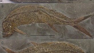 Открыты два новых вида рыб Thrissops, проливающие свет на раннюю эволюцию лучепёрых