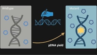 Управляемая эволюция бактерий увеличила производство плазмидной ДНК для биомедицины
