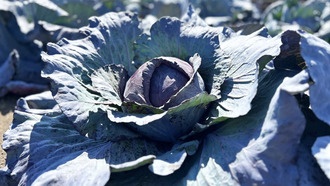 Целевые методы выращивания повышают содержание полезных веществ в краснокочанной капусте