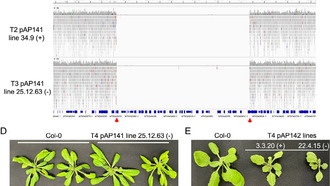 Учёные создали жизнеспособные растения с минимальными геномами для биотехнологий