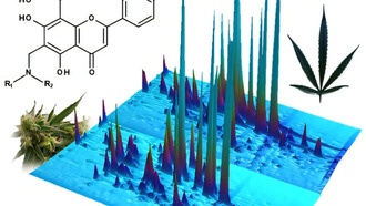 Учёные обнаружили редкие флавоалкалоиды в листьях конопли