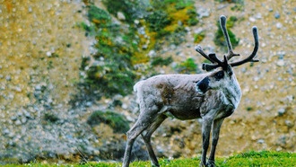 Численность северных оленей может сократиться на 80% к 2100 году