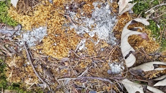 Плохая гигиена питания речных выдр помогает мониторить здоровье экосистем