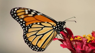 Тёплая осень угрожает миграции бабочек-монархов, показало исследование