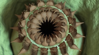 В Гранд-Каньоне обнаружены уникальные окаменелости кембрийского периода