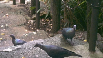 Столетия близкородственного скрещивания помогли редким голубям избежать вымирания