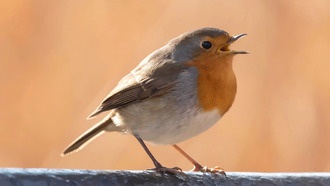 Птичьи песни подчиняются закону краткости, как и человеческая речь