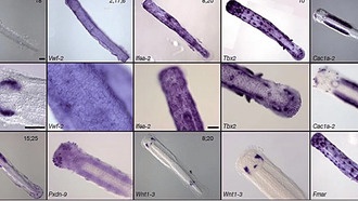 Разгадан генетический код щетинкочелюстных червей: как они обрели уникальное строение тела