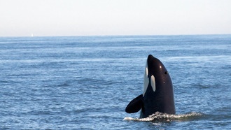 Учёные обнаружили новый класс «вечных химикатов» в жире косаток