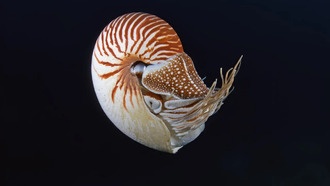 Учёные обнаружили неожиданную систему половых хромосом у наутилусов