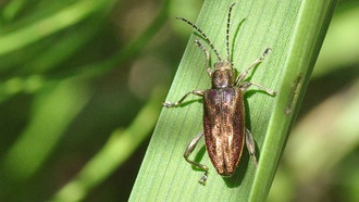 Как бактерии-симбионты с минимальным геномом поддерживают насекомых-хозяев