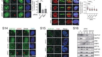 Учёные обнаружили новый механизм восстановления ДНК в человеческих клетках
