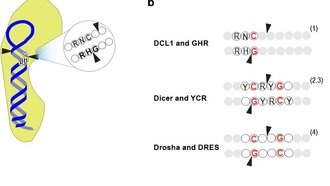 Открытие GHR-мотива раскрывает новый механизм обработки микроРНК у растений