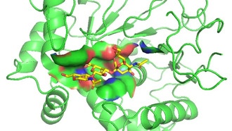 Учёные модифицировали фермент для изучения болезней через сахарные узоры на клетках