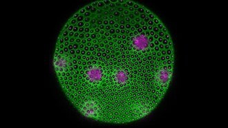 Светящиеся водоросли раскрыли геометрию жизни