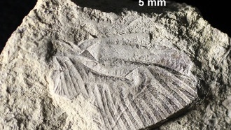 В Канаде нашли первое ископаемое стрекозы из эпохи динозавров, заполняющее эволюционный пробел