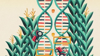 Новый метод картирования генетических «переключателей» поможет создать устойчивые к климату сельскохозяйственные культуры