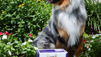 Новая сеть данных поможет предсказывать болезни у собак