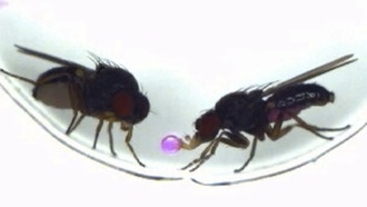 Учёные впервые перенесли поведение между видами мух с помощью манипуляций с одним геном