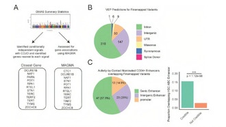 Учёные разработали метод временного удлинения теломер для борьбы со старением