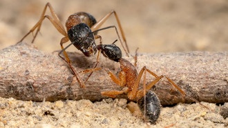 Хаотичные войны муравьёв с хищной мухой могут спасти кофейные плантации