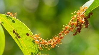 Удивительная стратегия муравьёв, которая может изменить робототехнику