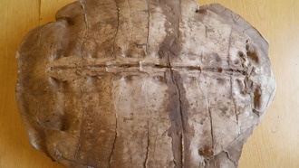 В Сирии обнаружена неизвестная древняя морская черепаха