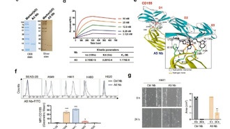 Наноантитела действуют как «точечный удар» по раковым клеткам лёгких, минимизируя побочные эффекты