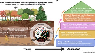 Симбиоз растений и микоризных грибов может ускорить восстановление лесов