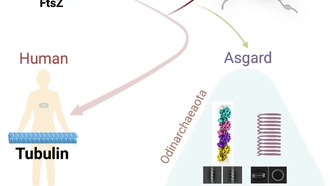 Археи Asgard раскрывают тайну эволюции цитоскелета современных клеток