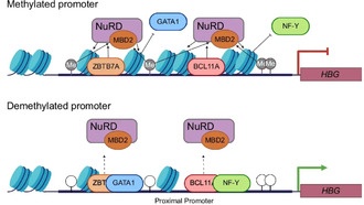 Новая технология CRISPR может революционизировать лечение генетических заболеваний
