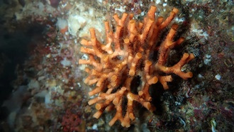 Хрупкие крепости океана разрушаются под давлением климата