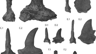 Учёные обнаружили новый вид триасовых рептилий с защитными шипами