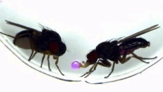 Один ген изменил брачное поведение мух: учёные перенесли ритуал ухаживания между видами
