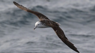 Учёные выяснили, что морские птицы ходят в туалет только в полёте