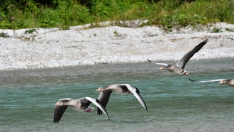 Что гуси могут рассказать нам о лидерах и последователях