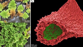 Листья папоротника скрывают секреты симбиоза растений и микробов
