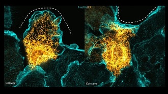 Клетки по-разному реагируют на раны различной формы, выяснили учёные