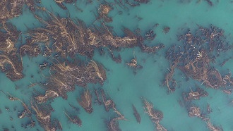 Морские заповедники помогают водорослевым лесам восстанавливаться после тепловых волн