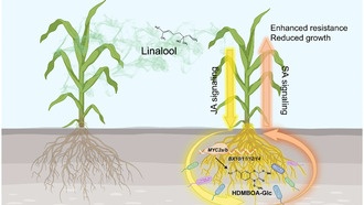 Кукуруза использует летучий газ для защиты от вредителей в плотных посадках