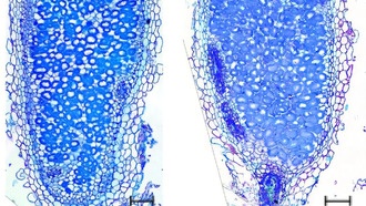 Разгадана 30-летняя тайна гена ENOD40, ключевого для симбиоза бобовых с бактериями