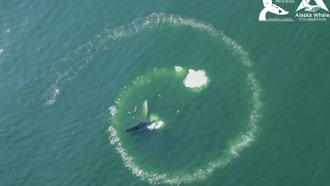 Учёные выяснили, что только горбатые киты способны на уникальную технику охоты с пузырьковыми сетями