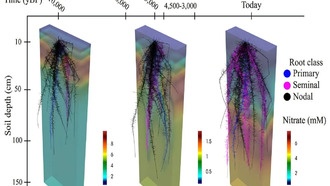 Ученые выяснили, как эволюционировала корневая система кукурузы за 9000 лет
