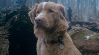 Трейлер фильма ужасов «Хороший мальчик» вызвал всплеск поисковых запросов о судьбе собаки