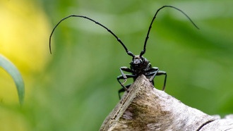 Большинство известных видов возникло в результате «взрывов» разнообразия