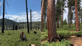 Исследование: Леса, управляемые промышленными компаниями, чаще становятся жертвами мегапожаров