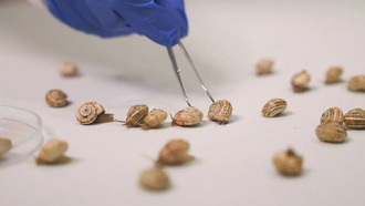 Улитки научились использовать собственную слизь для защиты от пестицидов