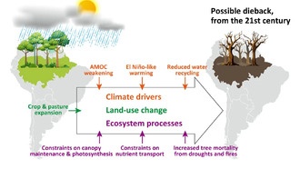 Модели предсказывают начало деградации Амазонки уже в XXI веке