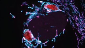 Митохондрии защищают клетки от инфекций, конкурируя с патогенами за питательные вещества