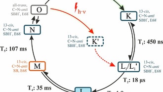 Обнаружено второе светоактивируемое состояние в ионном канале водорослей